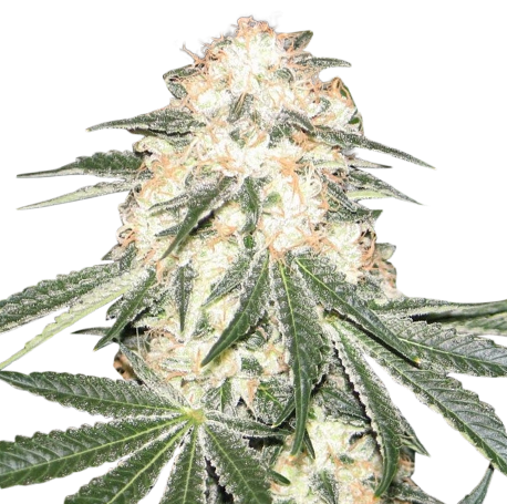 Crystal Feminised