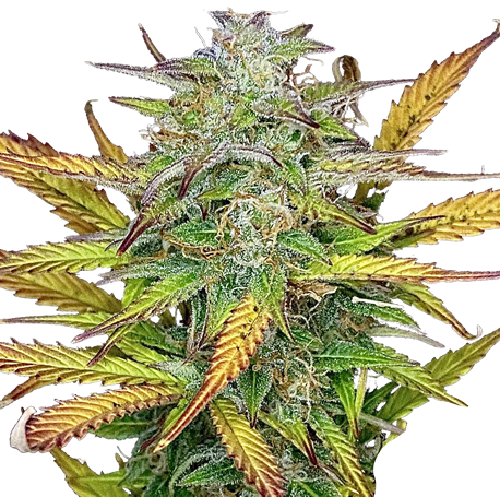 Girl Scout Cookies Autoflower