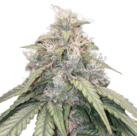 Gorilla Glue #4 Autoflower