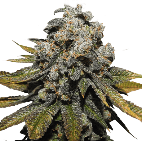 Green Crack Feminised