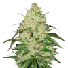 Jack Herer Autoflower