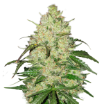 Jack Herer Autoflower