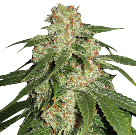 Jack Herer Feminised