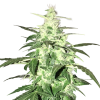 Lowryder Autoflower