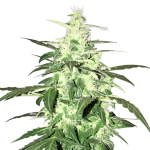 Lowryder Autoflower