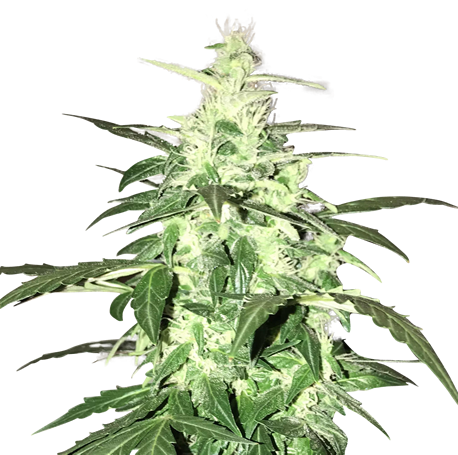 Lowryder Autoflower