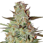 Mazar Autoflower