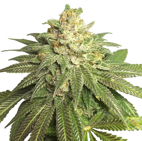 OG Kush cbd
