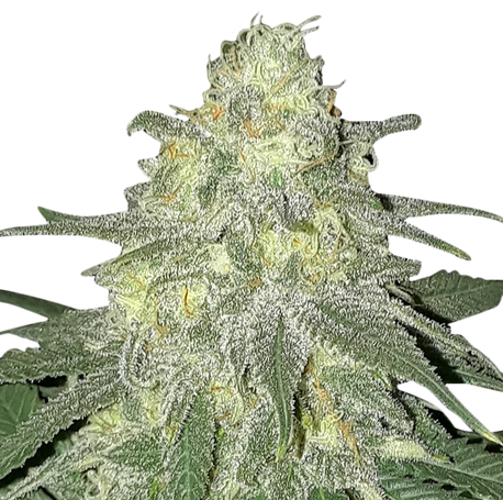 Super Skunk Autoflower