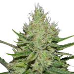 Super Lemon Haze Feminised