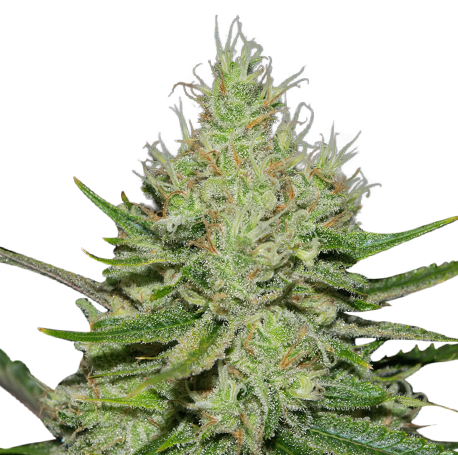 Super Lemon Haze Feminised