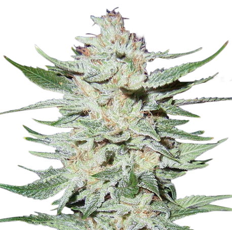 White Rhino Feminised