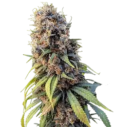 Cannabis Seeds Australia