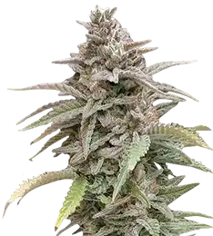 Cannabis Seeds Australia