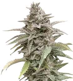 Cannabis Seeds Australia