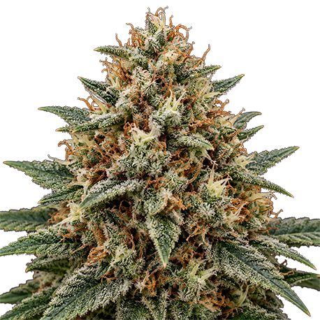 G 13 Autoflower