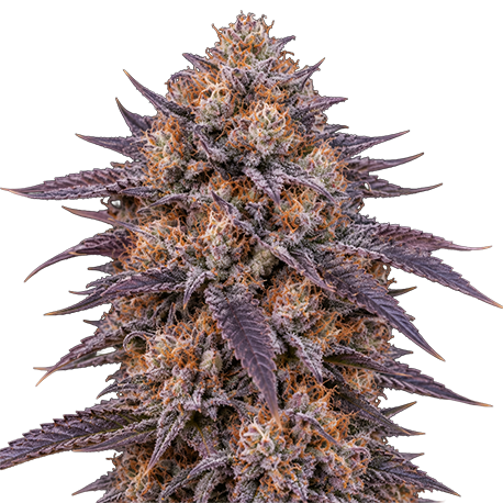 Granddaddy Purple Autoflower