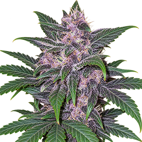 LSD Autoflower