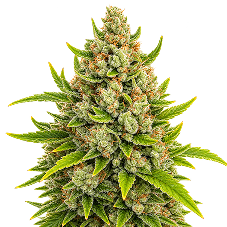 Super Lemon Haze Autoflower
