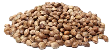 Cannabis Seeds Australia