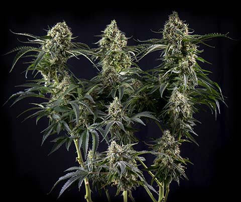 Cannabis Seeds Australia