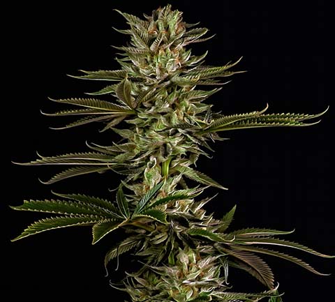 Cannabis Seeds Australia
