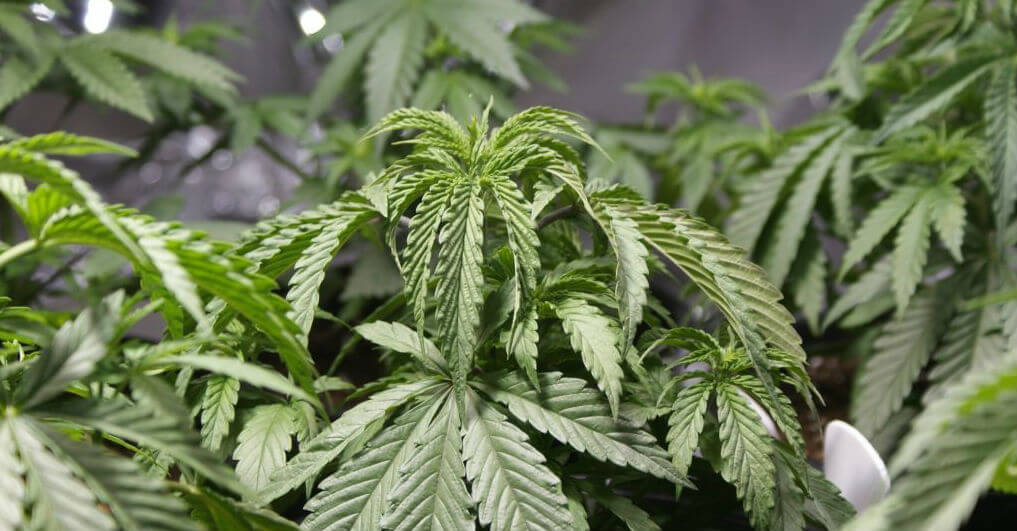 Why Are My Cannabis Leaves Drooping? Causes and Fixes
