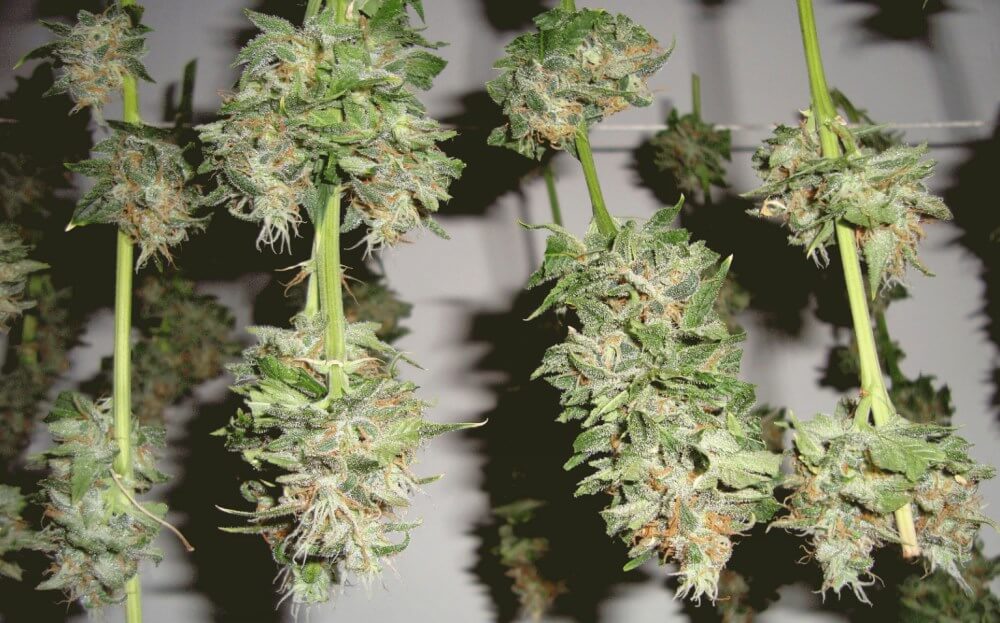 Pre Strain Dead Rocking Drying And Curing Weed: The Complete Guide | Mediseed Man Seedbank