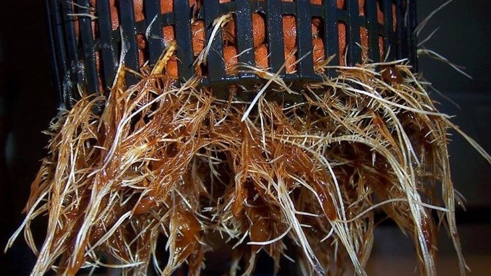 Root Rot in Marijuana Plants | Mediseed Man Seedbank