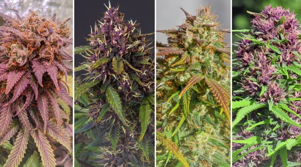 Normal Weed Color What Do Different Weed Colours Mean? | Mediseed Man Seedbank