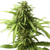 CBD RATIO Cannabis