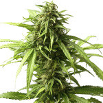 CBD RATIO 1:30