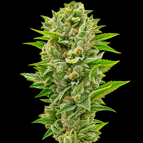CBD RATIO 1:30 Autoflower