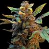Acapulco Gold Autoflower