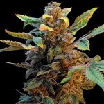 Acapulco Gold Autoflower