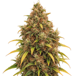 Acapulco Gold Autoflower