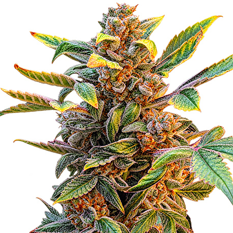 Acapulco Gold Autoflower