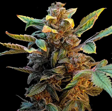 Acapulco Gold Autoflower