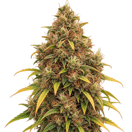 Acapulco Gold Autoflower