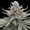 Alien OG Feminised