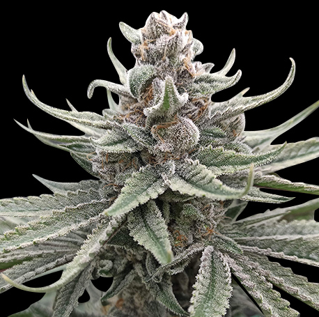 Alien OG Feminised