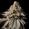 Do-Si-Dos Autoflower