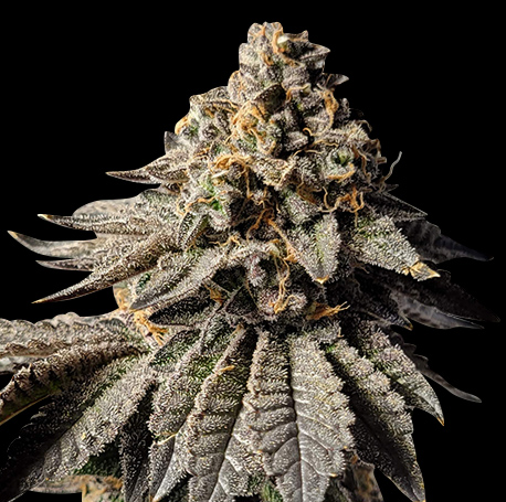 Do-Si-Dos Autoflower