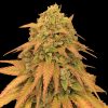 Godfather OG Feminised
