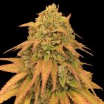 Godfather OG Feminised