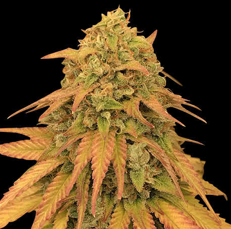 Godfather OG Feminised