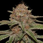 Purple Punch Feminised