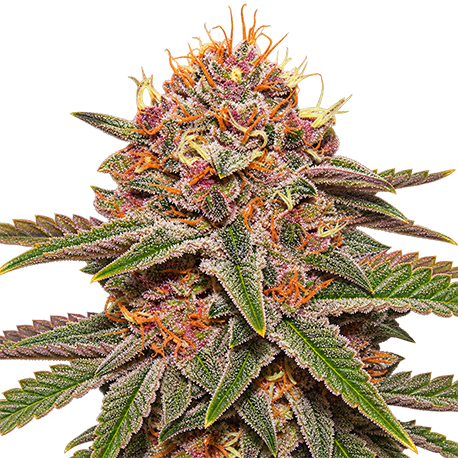 Purple Punch Feminised