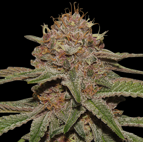 Purple Punch Feminised