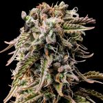 Runtz AutoFlower